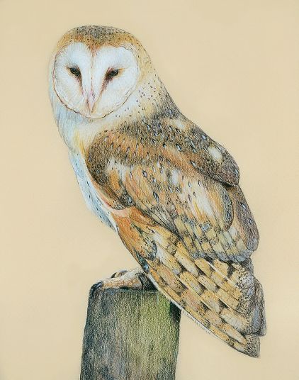 Detail Pencil Drawings Of Owls Nomer 37