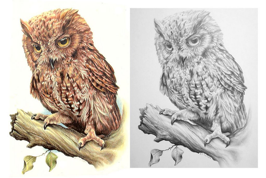 Detail Pencil Drawings Of Owls Nomer 48