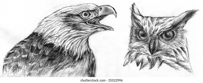 Detail Pencil Drawings Of Owls Nomer 52