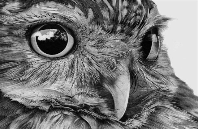 Detail Pencil Drawings Of Owls Nomer 9