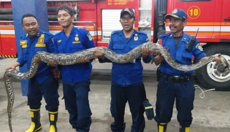 Detail Penemuan Ular Terbesar Di Laut Merah Nomer 26