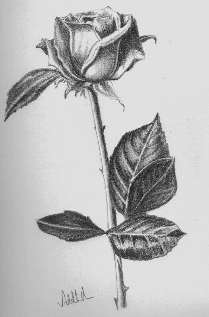 Detail Lukisan Pensil Bunga Mawar Nomer 19