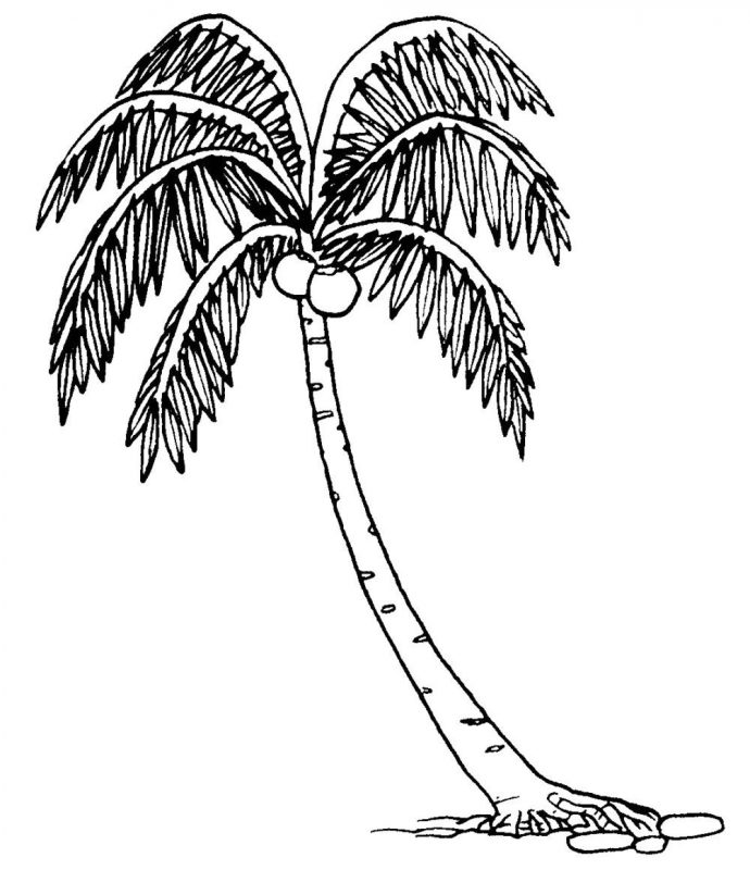 Detail Lukisan Pohon Kelapa Di Pantai Nomer 41