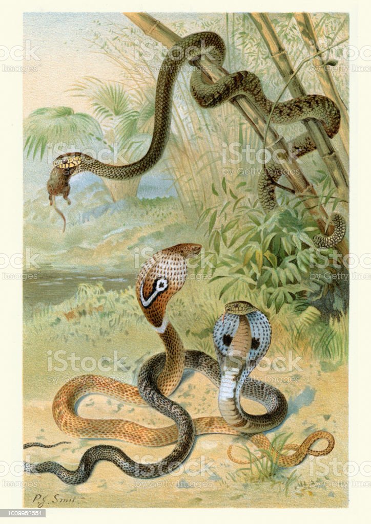 Detail Lukisan Ular Kobra Nomer 37