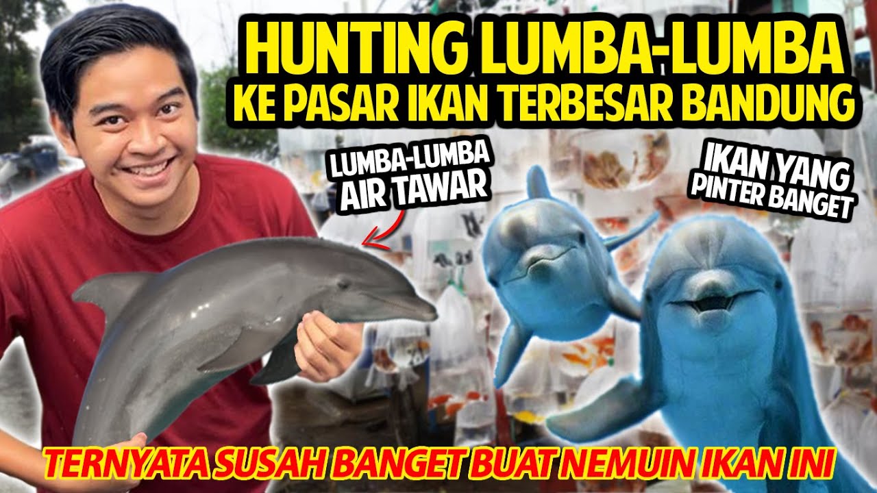 Detail Lumba Lumba Air Tawar Nomer 36