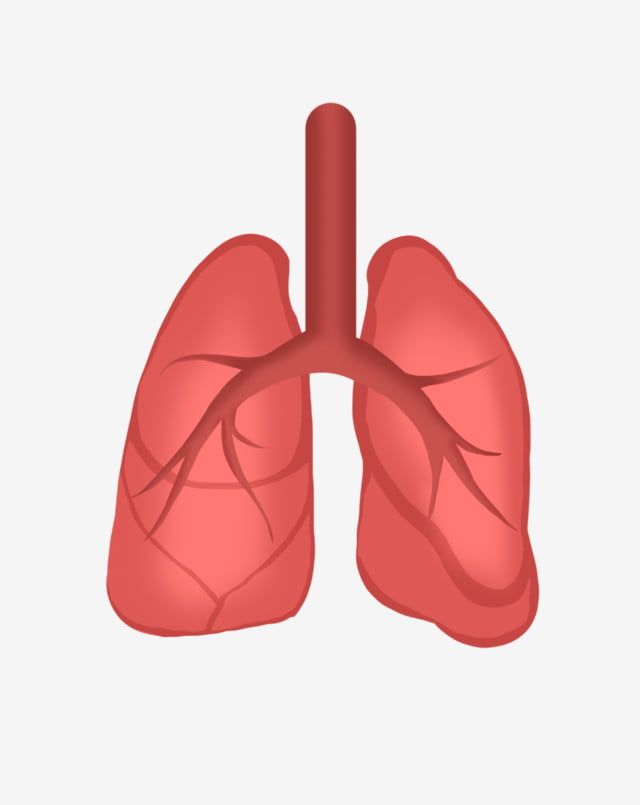 Lung Clipart - KibrisPDR