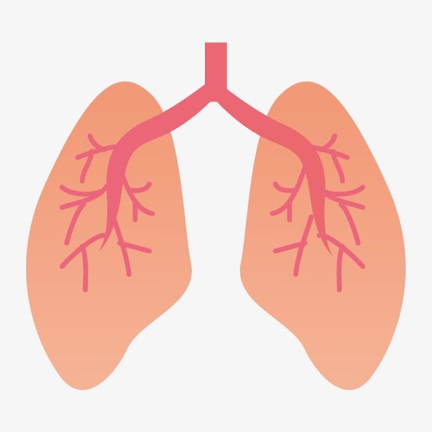 Detail Lung Clipart Nomer 13