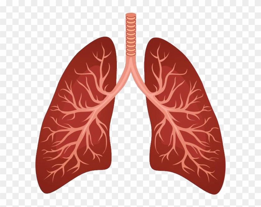 Detail Lung Clipart Nomer 14