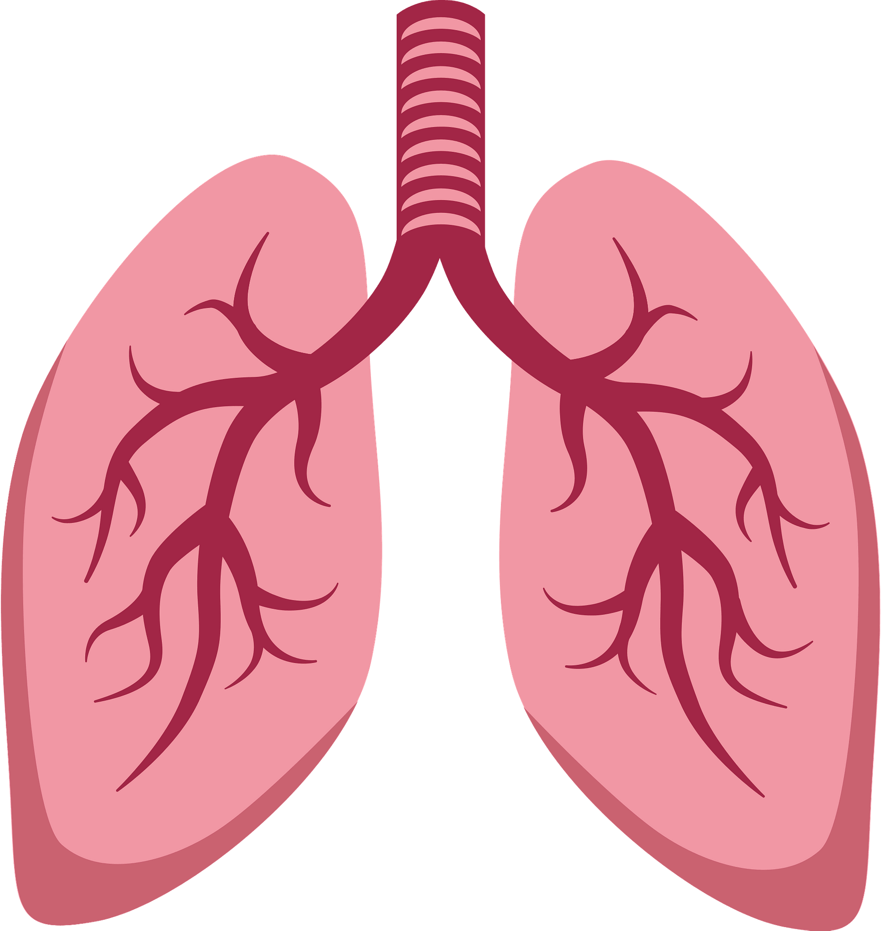 Detail Lung Clipart Nomer 5