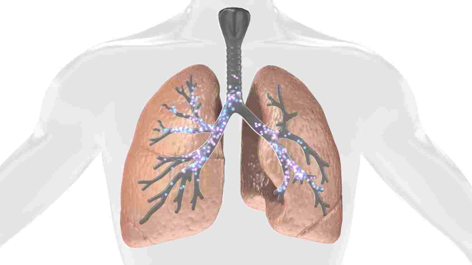 Detail Lung Wallpaper Nomer 51