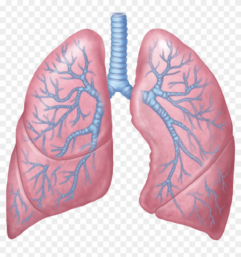 Detail Lungs Clipart Nomer 11