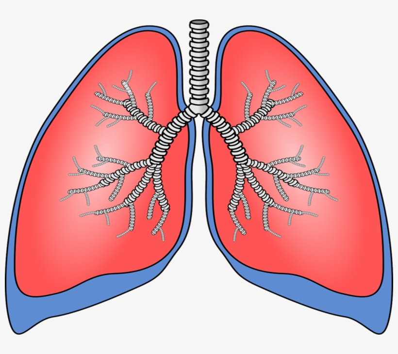 Detail Lungs Clipart Nomer 3