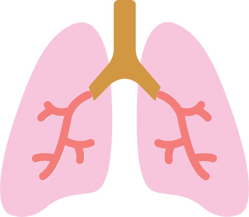 Detail Lungs Clipart Nomer 26