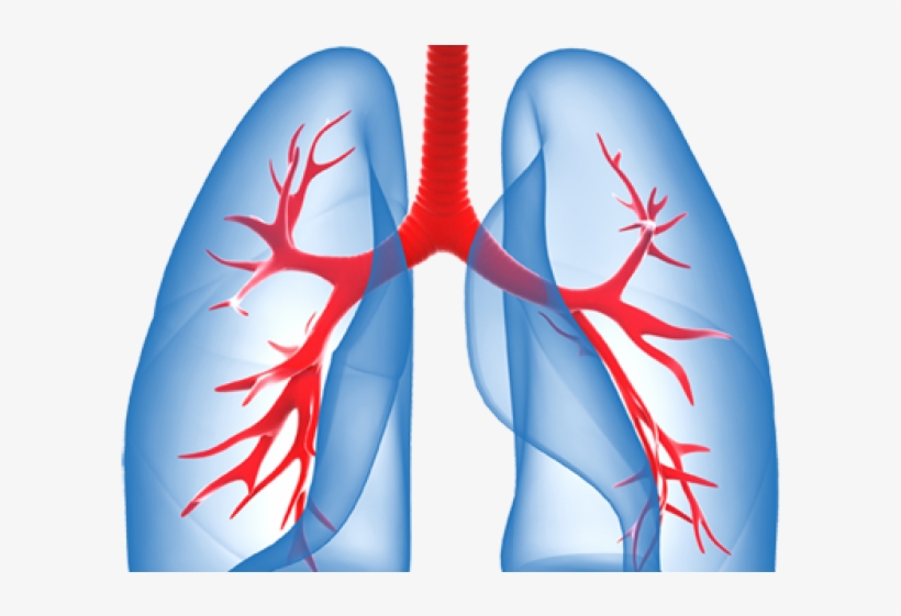 Detail Lungs Clipart Nomer 31