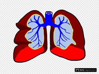 Detail Lungs Clipart Nomer 41