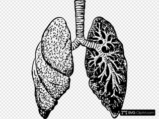 Detail Lungs Clipart Nomer 44