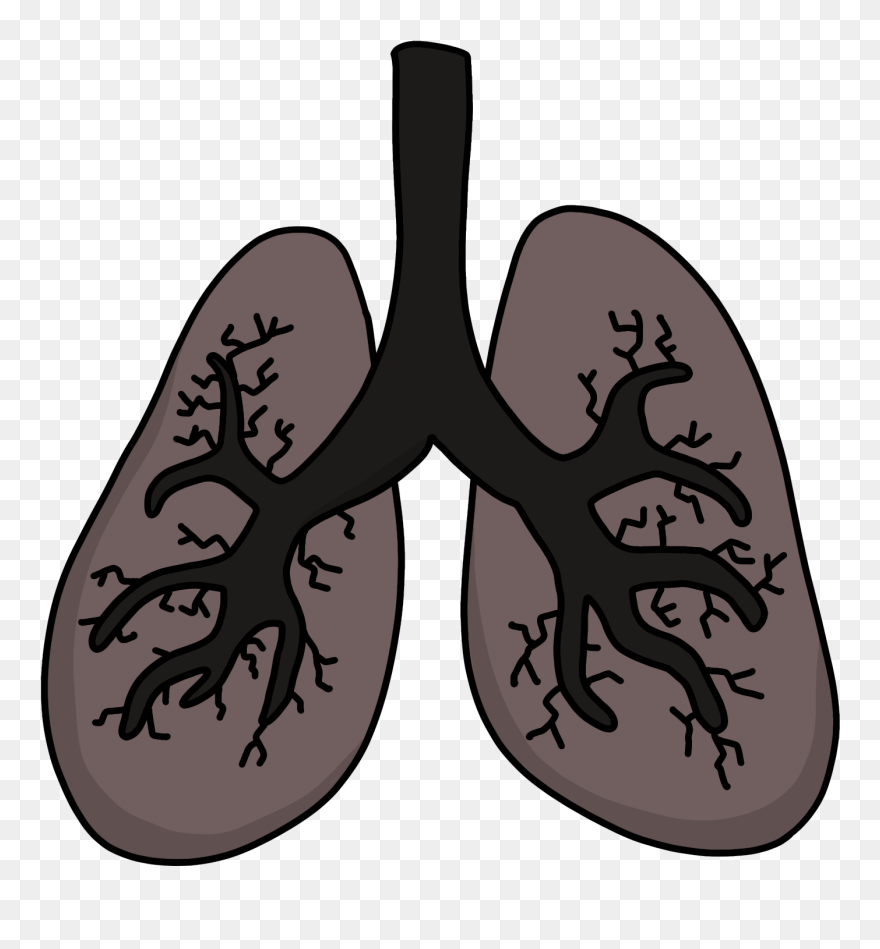 Detail Lungs Clipart Nomer 49