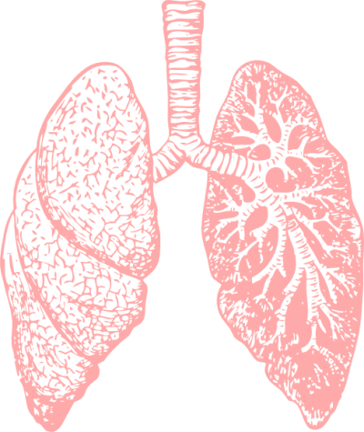 Detail Lungs Clipart Png Nomer 19