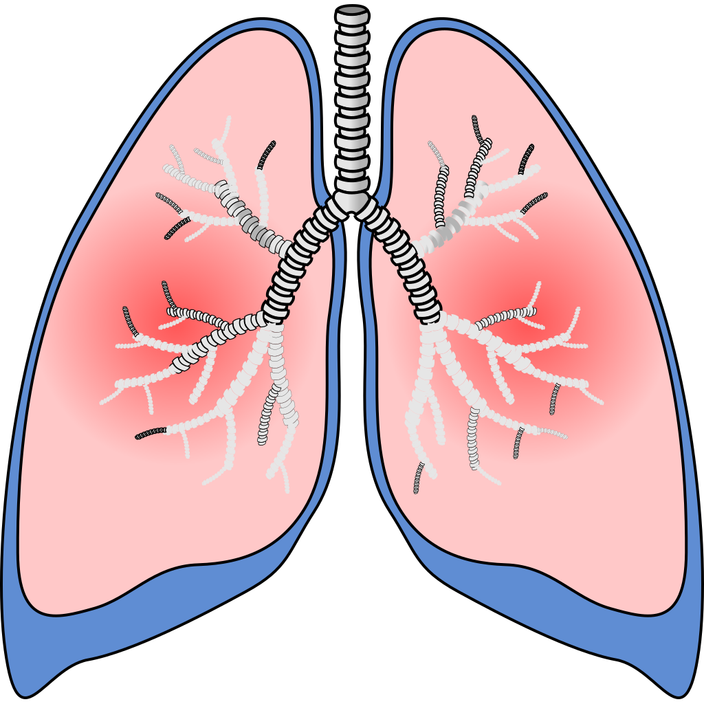 Detail Lungs Clipart Png Nomer 21
