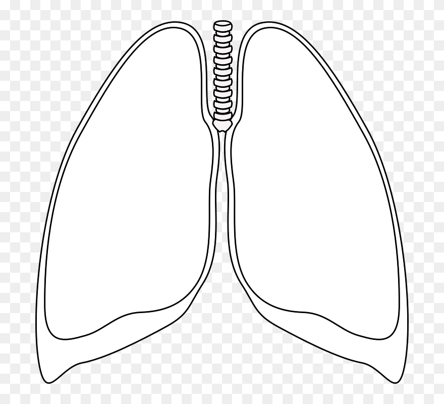 Detail Lungs Clipart Png Nomer 31