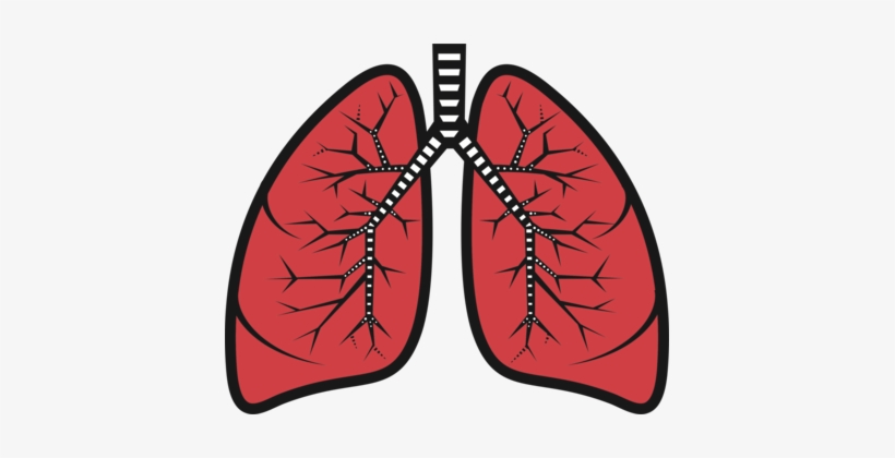 Detail Lungs Clipart Png Nomer 33