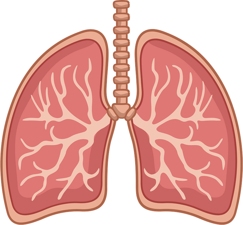 Detail Lungs Clipart Png Nomer 37