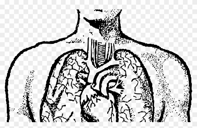 Detail Lungs Clipart Png Nomer 43