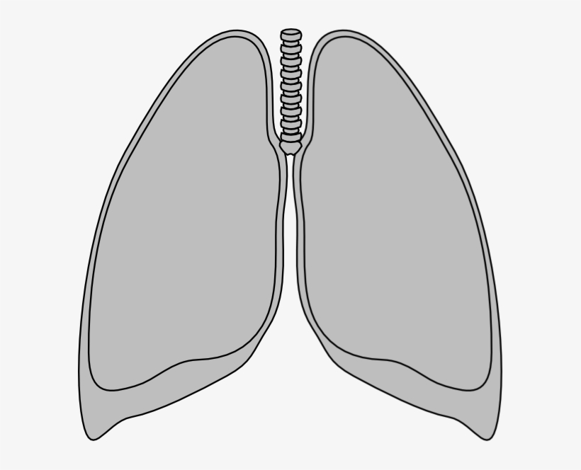 Detail Lungs Clipart Png Nomer 45