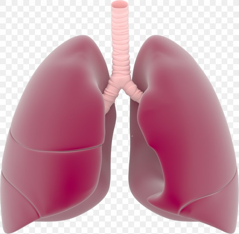 Detail Lungs Clipart Png Nomer 47