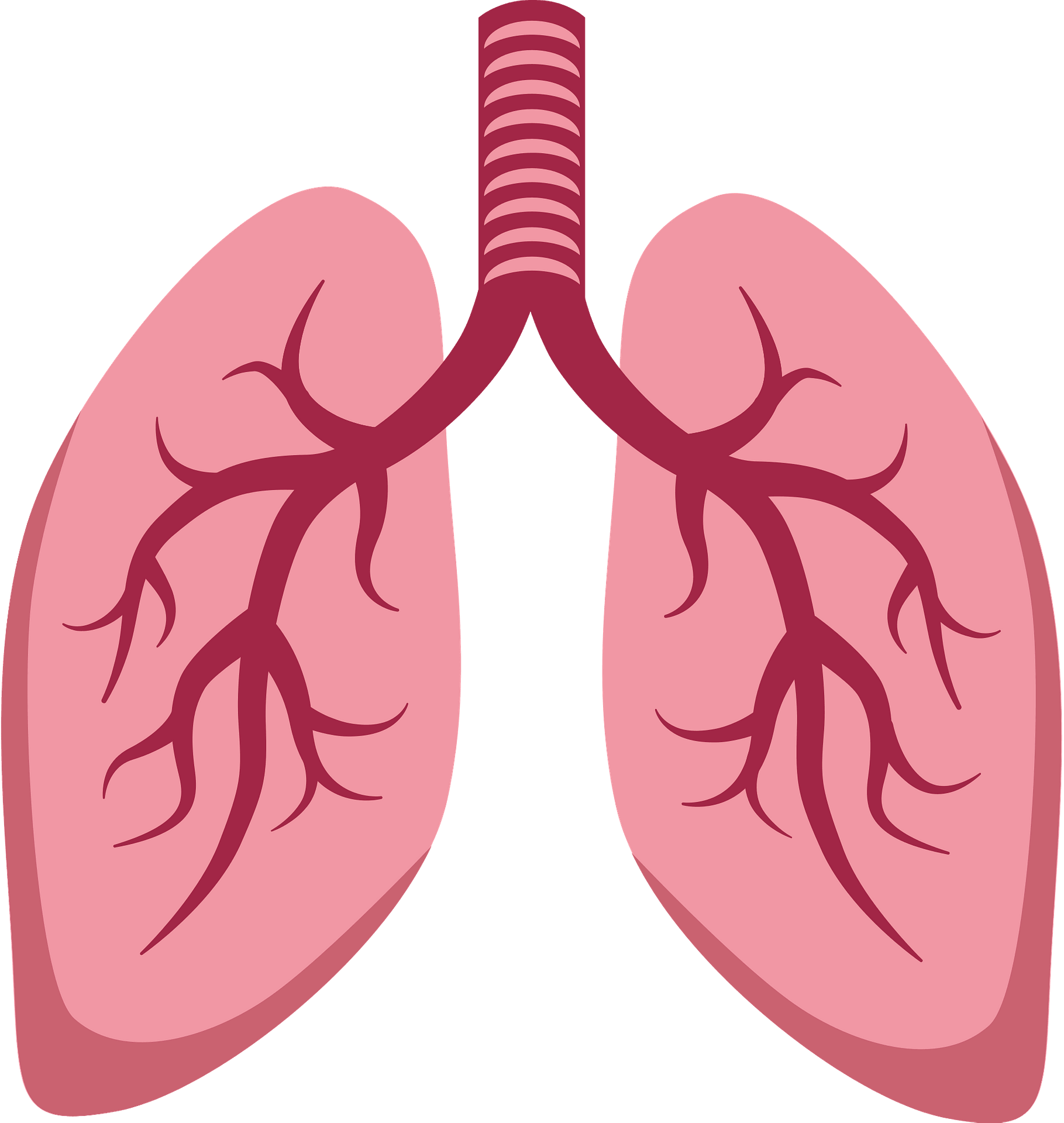 Detail Lungs Clipart Png Nomer 7