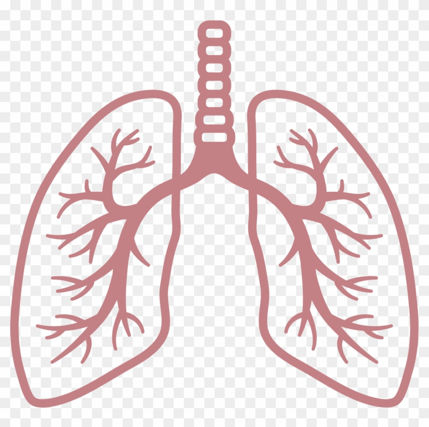 Detail Lungs Clipart Png Nomer 9
