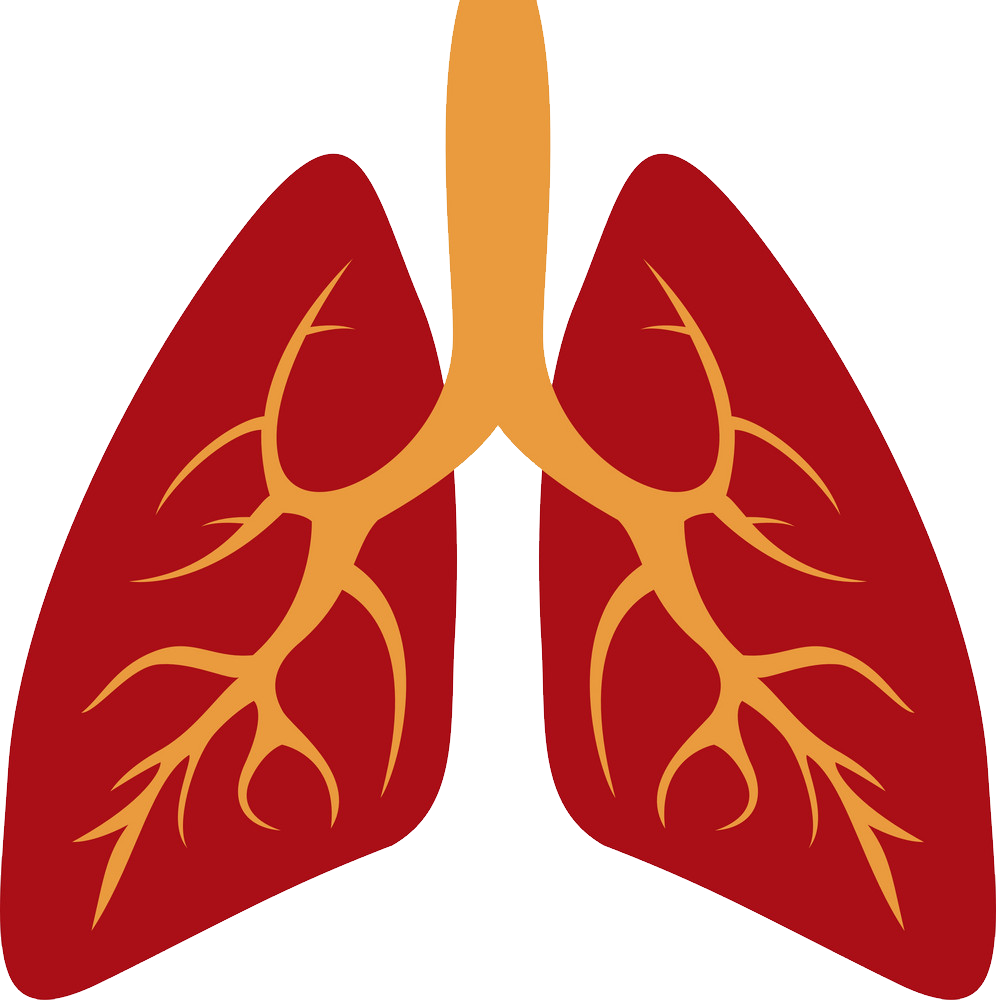 Detail Lungs Png Nomer 2