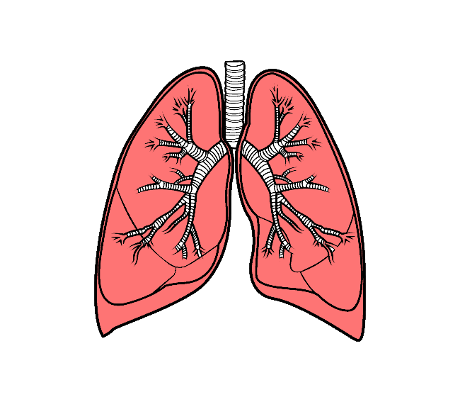 Detail Lungs Png Nomer 14