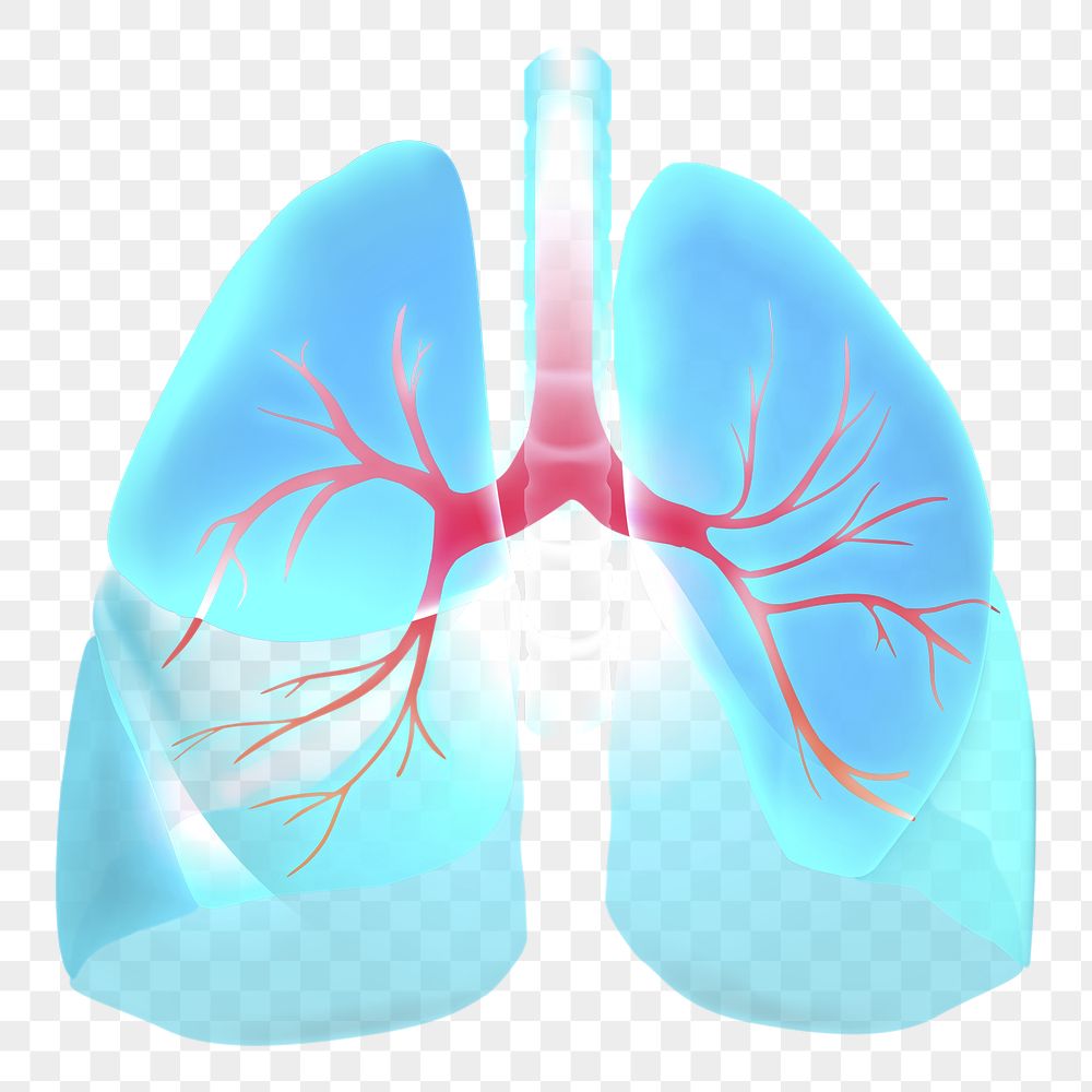 Detail Lungs Png Nomer 16