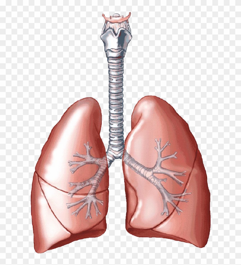 Detail Lungs Png Nomer 18