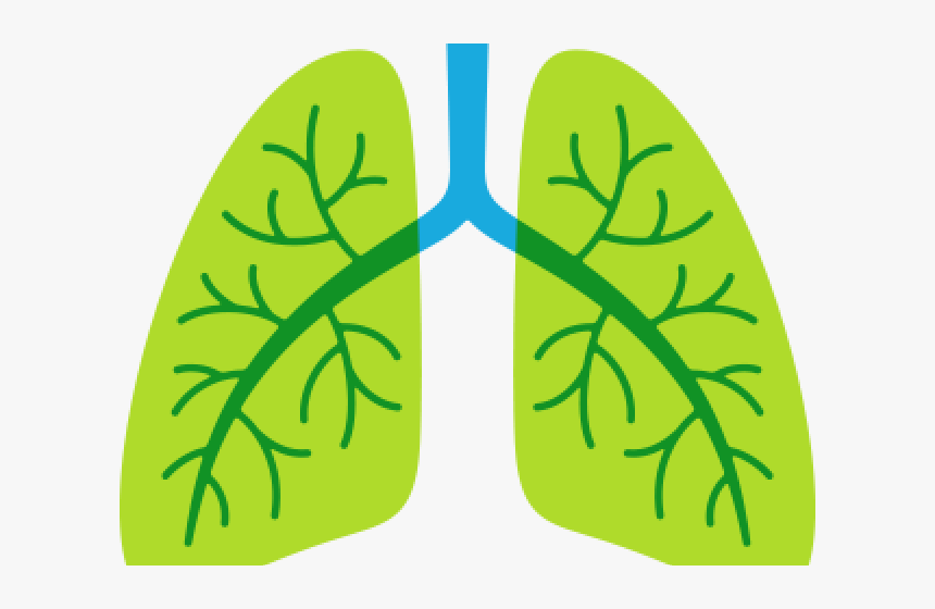 Detail Lungs Png Nomer 34