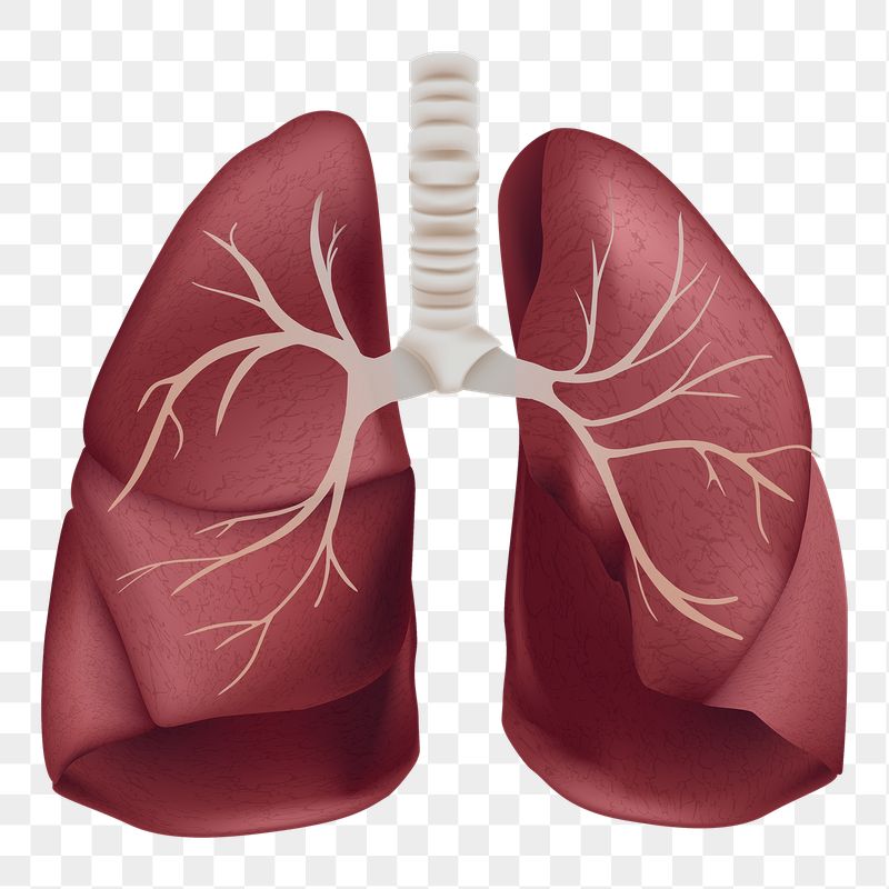 Detail Lungs Png Nomer 35