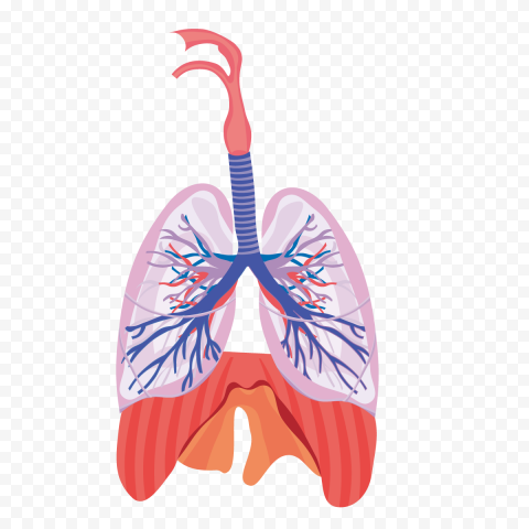 Detail Lungs Png Nomer 51