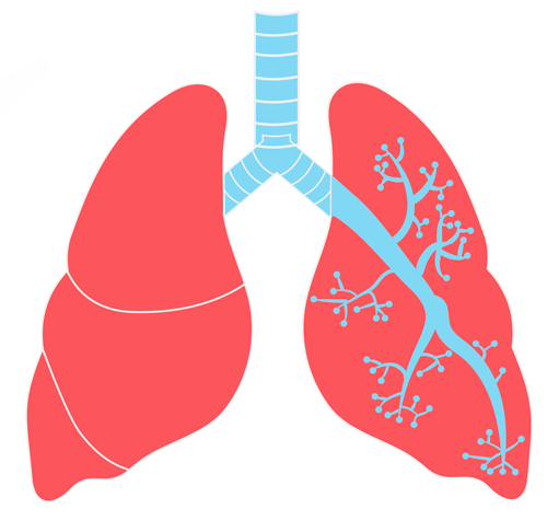 Lungs Transparent Background - KibrisPDR