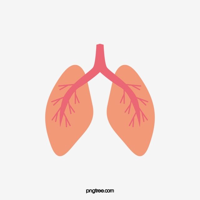 Detail Lungs Transparent Background Nomer 14