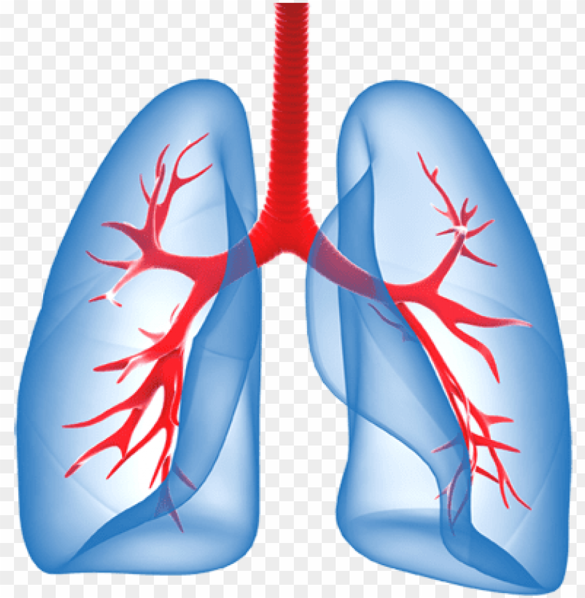 Detail Lungs Transparent Background Nomer 3