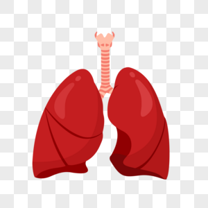 Detail Lungs Transparent Background Nomer 19