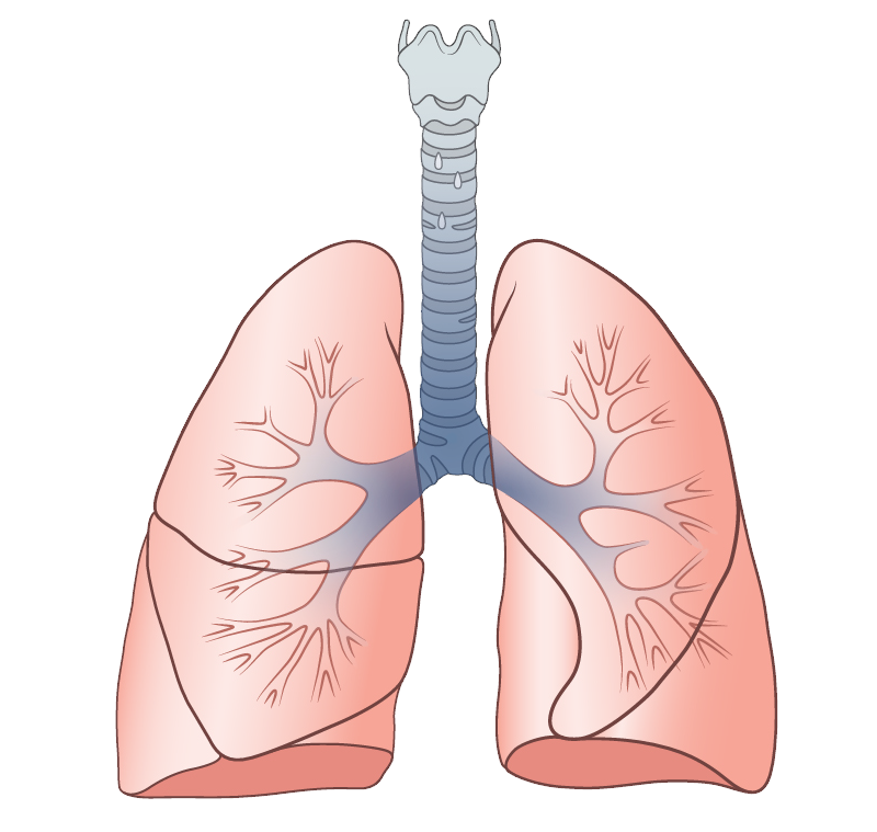 Detail Lungs Transparent Background Nomer 23