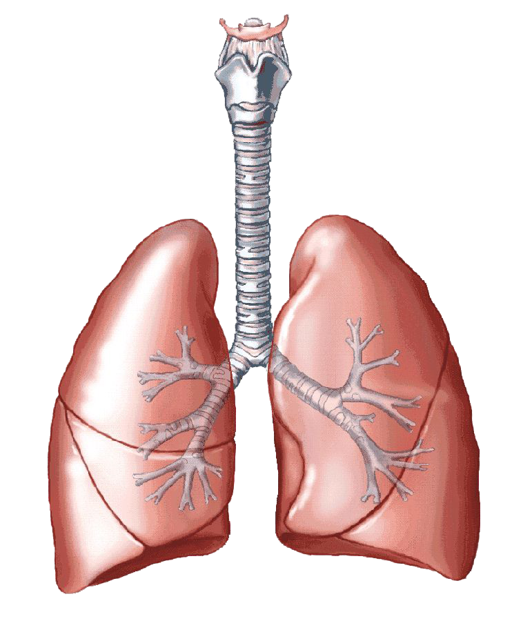 Detail Lungs Transparent Background Nomer 26