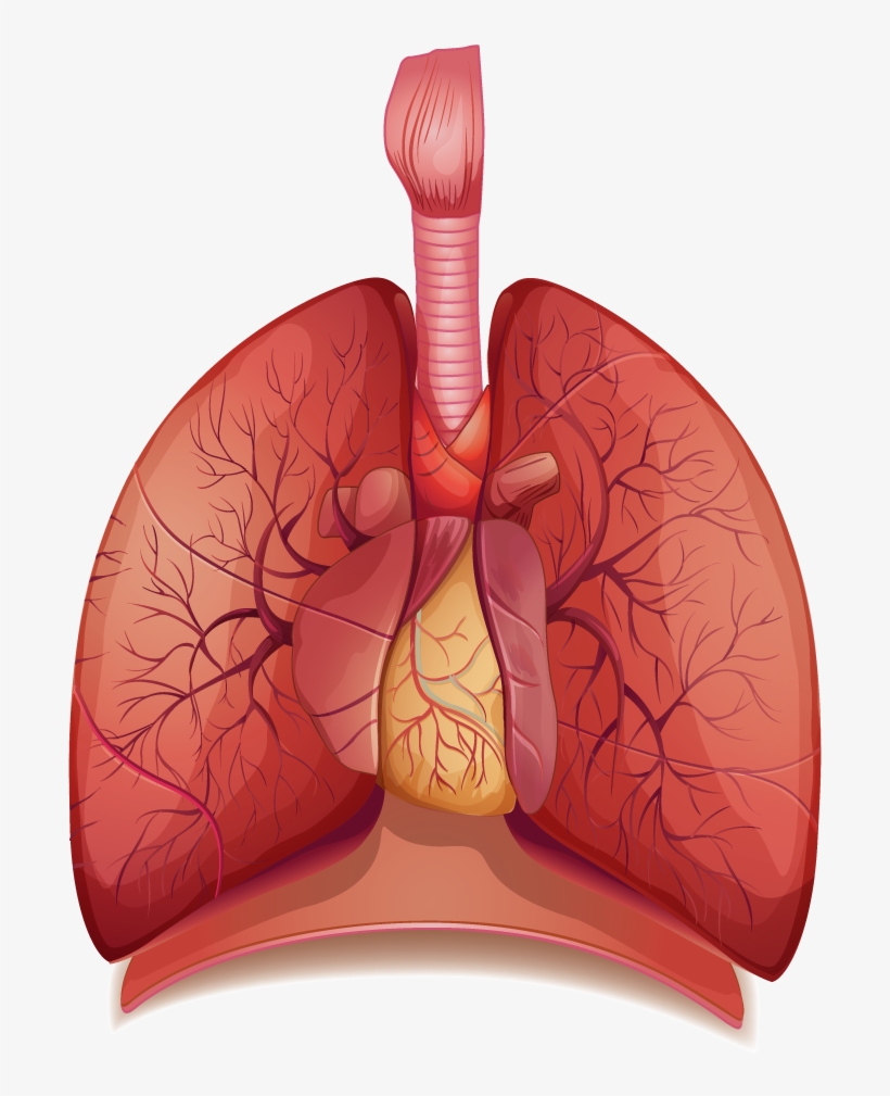 Detail Lungs Transparent Background Nomer 27