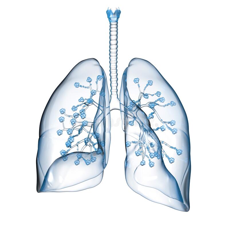 Detail Lungs Transparent Background Nomer 28