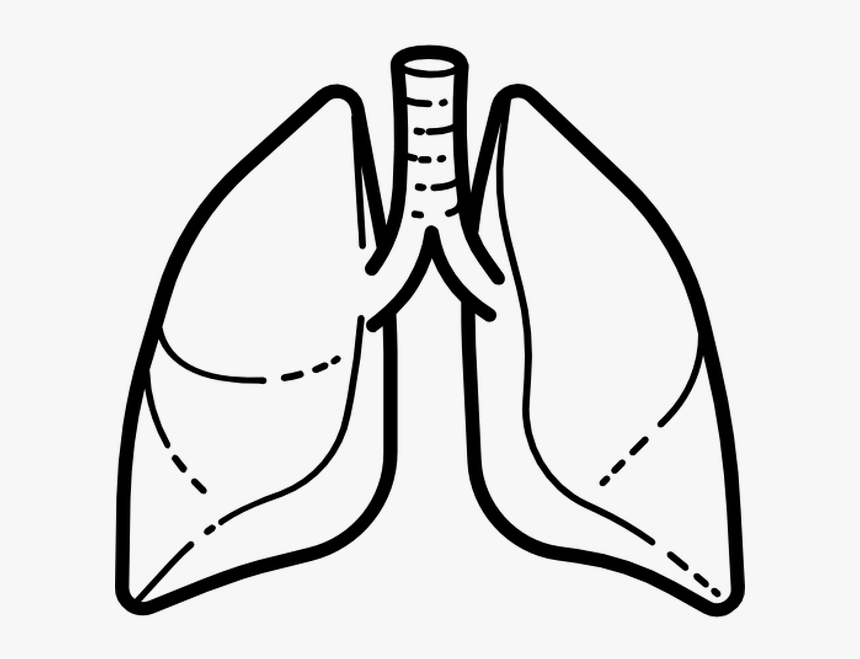 Detail Lungs Transparent Background Nomer 31