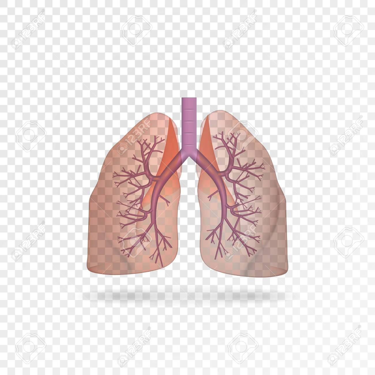 Detail Lungs Transparent Background Nomer 42