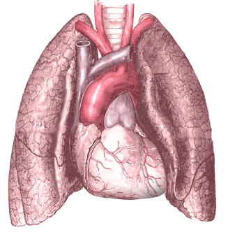 Detail Lungs Transparent Background Nomer 44