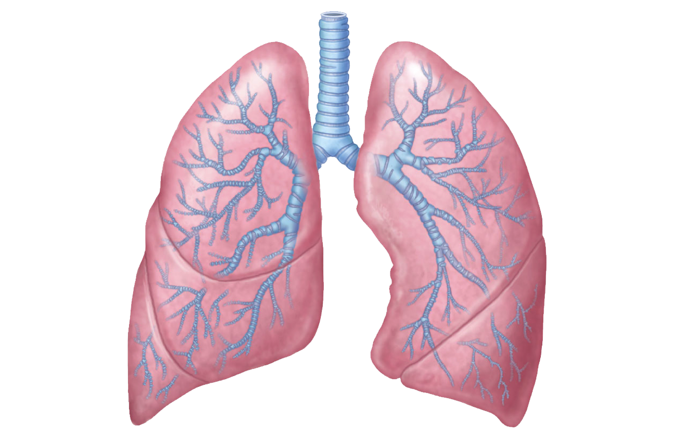 Detail Lungs Transparent Background Nomer 8